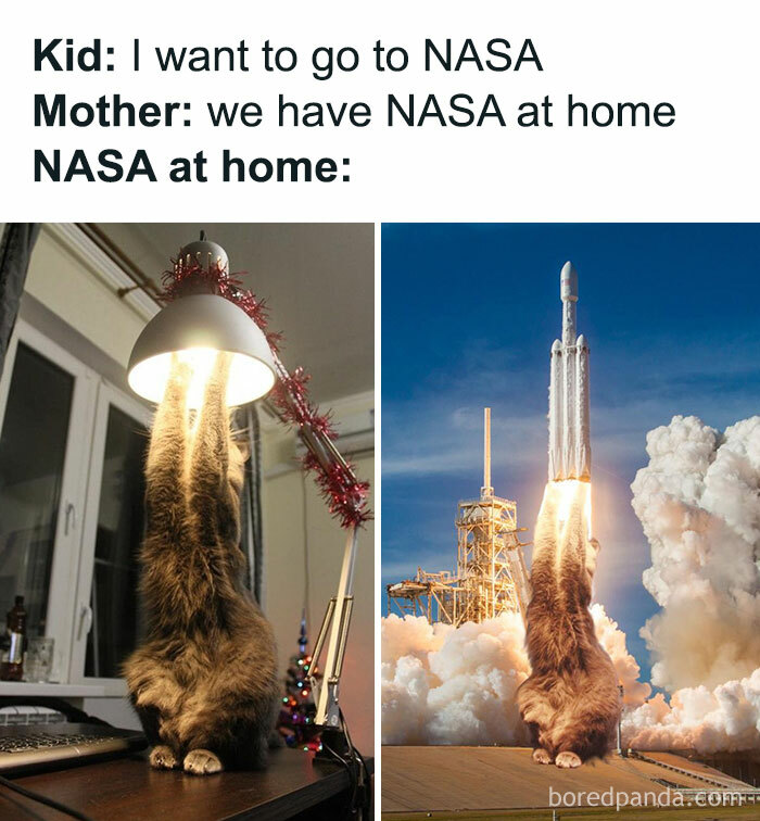 Funny-Broken-Cats-Pics