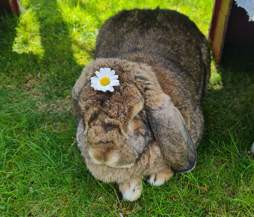 Bamse Being Pretty And Adorable