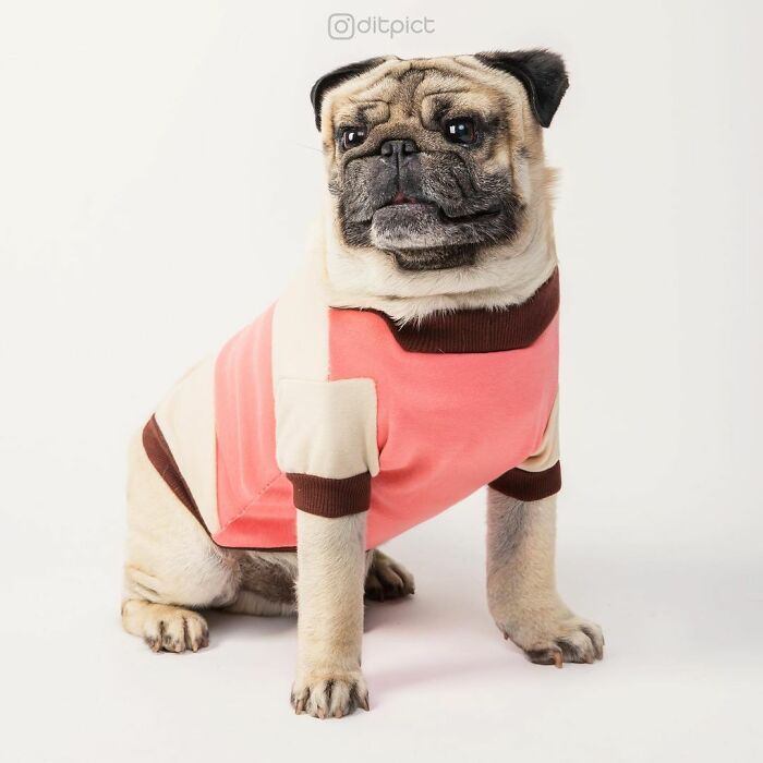 What If… Real Animals Were Cubic Shaped Animals From The Minecraft Game? (22 New Pics)