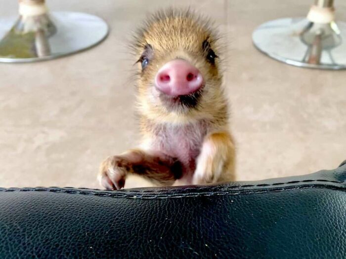 Woman Takes A Wild Baby Boar Into Her Family After She Finds It In A Box At Her Doorstep Woman Takes A Wild Baby Boar Into Her Family After She Finds It In A Box At Her Doorstep