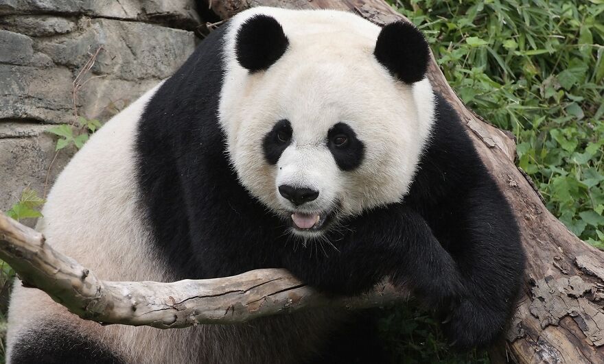 20 Interesting Facts About Giant Pandas