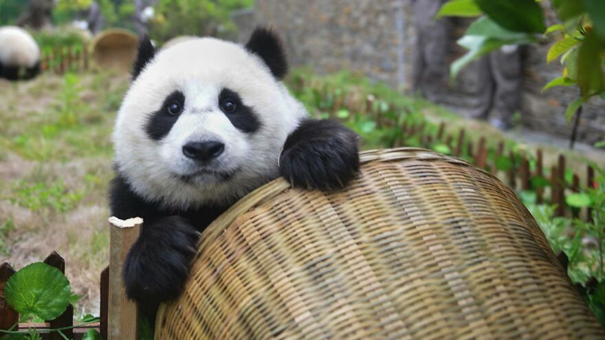 20 Interesting Facts About Giant Pandas