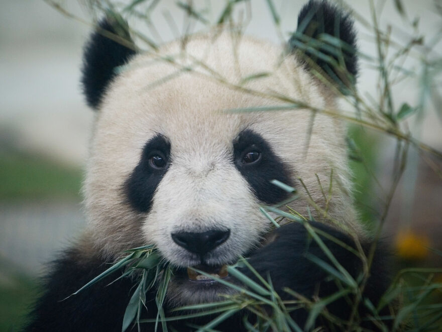 20 Interesting Facts About Giant Pandas 20 Interesting Facts About Giant Pandas