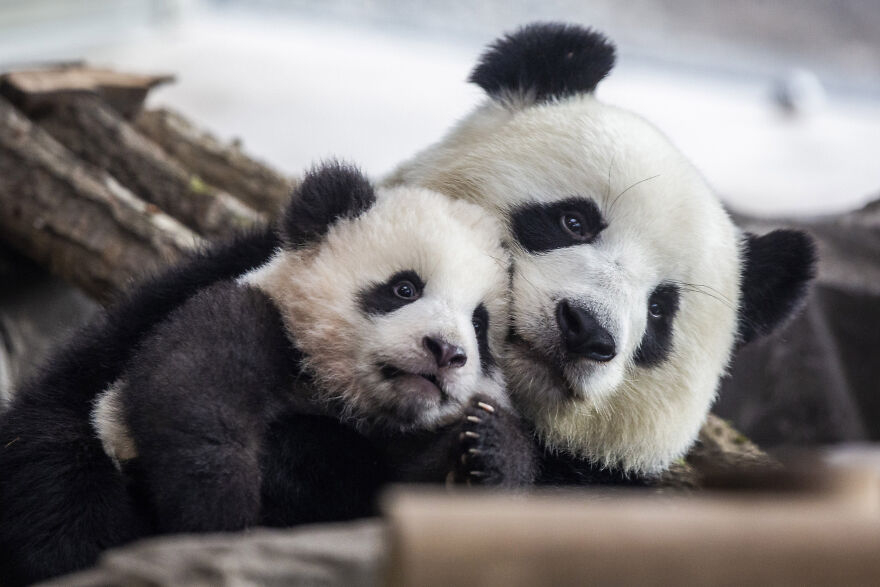20 Interesting Facts About Giant Pandas