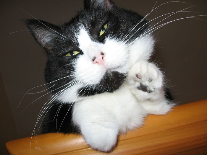 Mini Mini Squeaker Peek