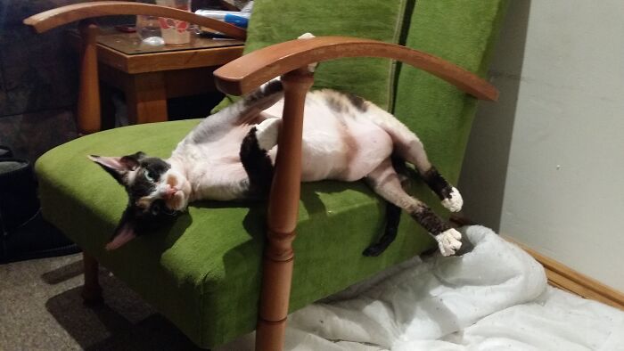 Help !! My Cat Is Melting.