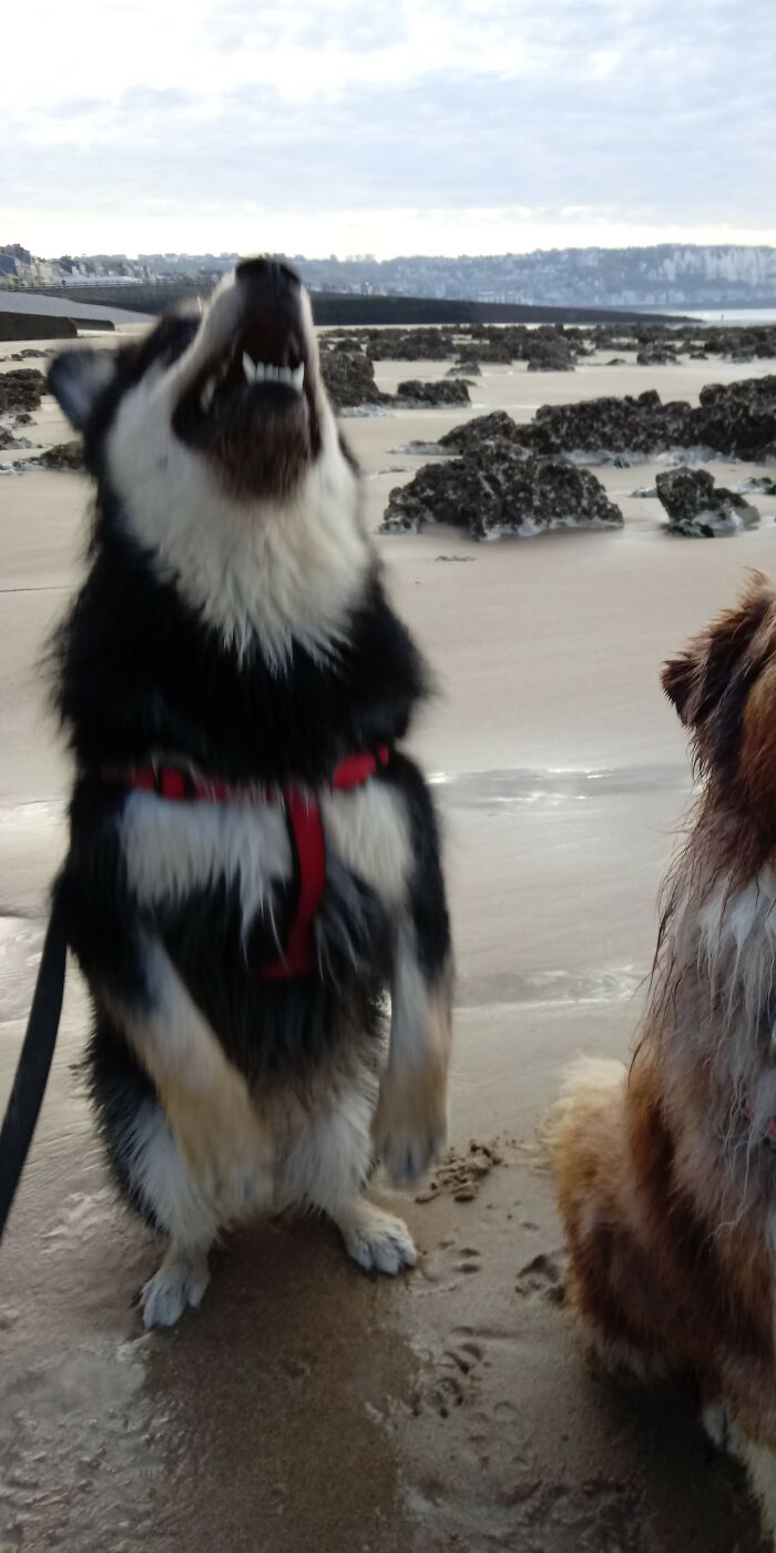 "Look, I'm A Sunbear!"