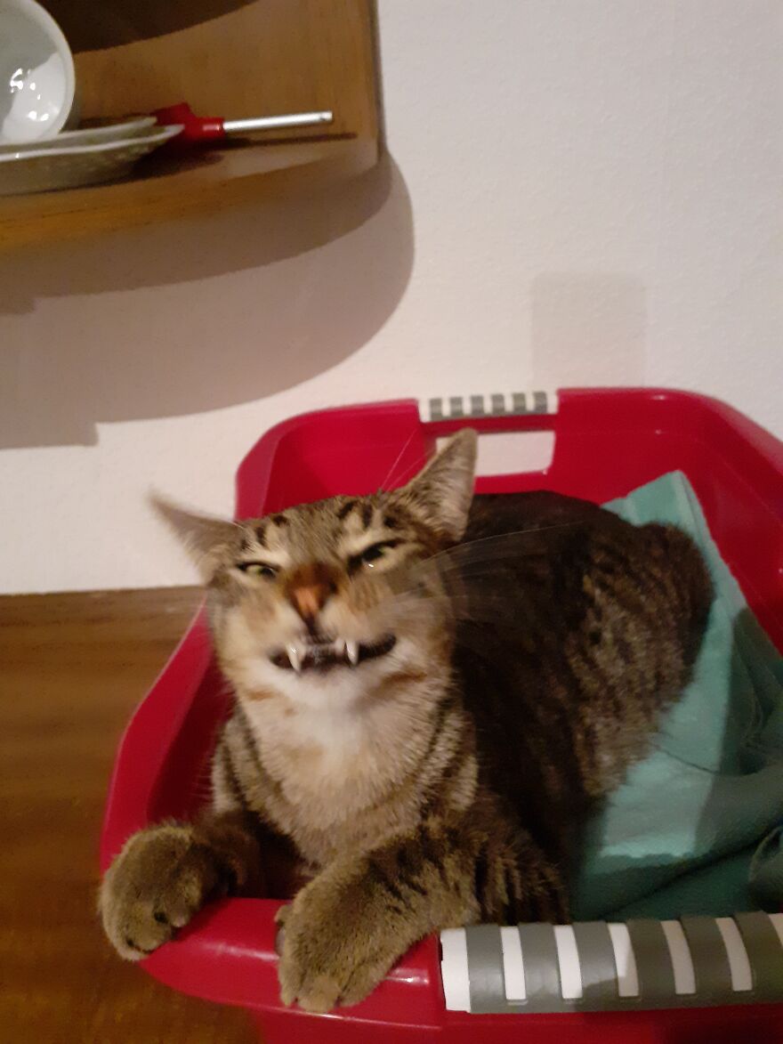 He Looks Like An Angel Darling Baby Sitting On Every Piece Of Fresh Laundry I Just Folded Ever