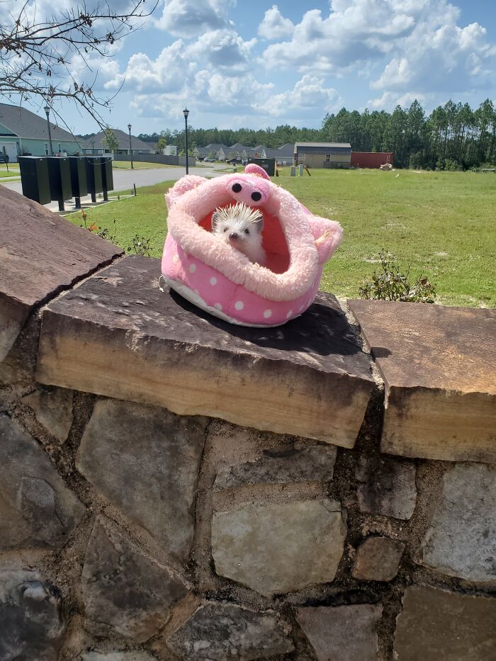 This Is My Hedgehog, He Sadly Passed Away A Couple Months Away
