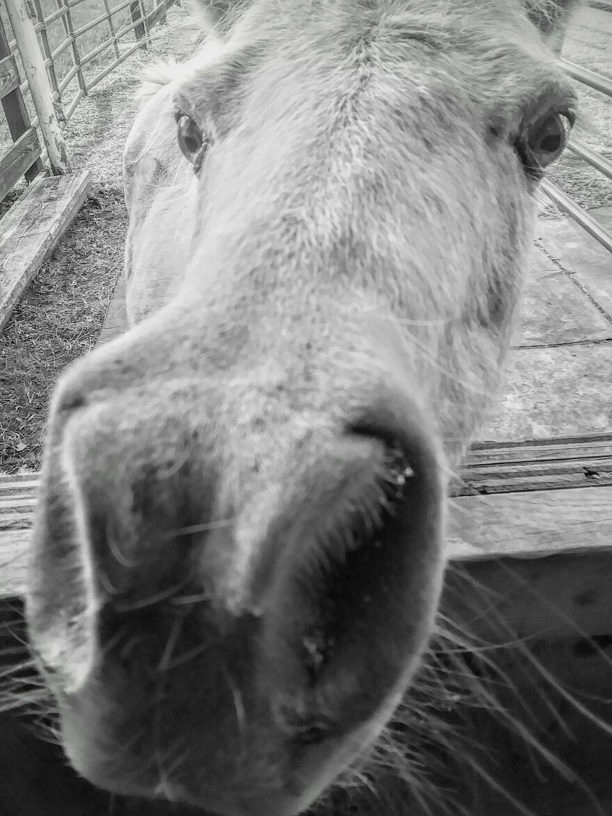 "Horses Are So Majestic!" My Horse...