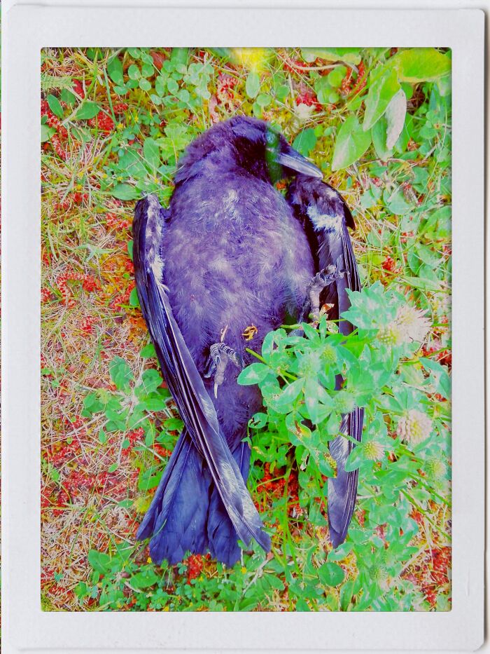 I Take A Picture Whenever I Encounter A Dead Animal. Sadly, I Have Quite The Collection By Now