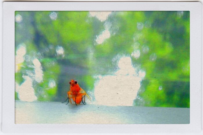 Portrait Of A Happy Fly