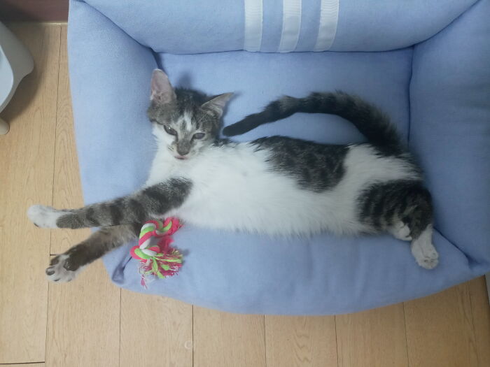 She Always Sleeps With Her Tail Up (Not Too Cat-Like)