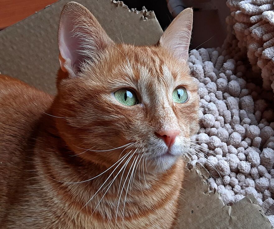 My Lovely Boy Watches The Birds 🥰