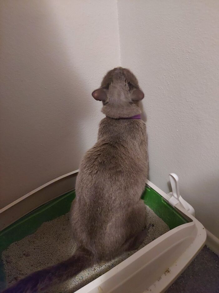 No.i Will Not Look At You While I Poo. Why Are You Looking At Me?!?!?