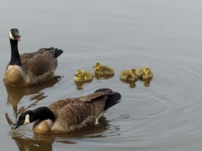 Mama, Dad And Baby Canadian Geese Been Parading Around The Pond