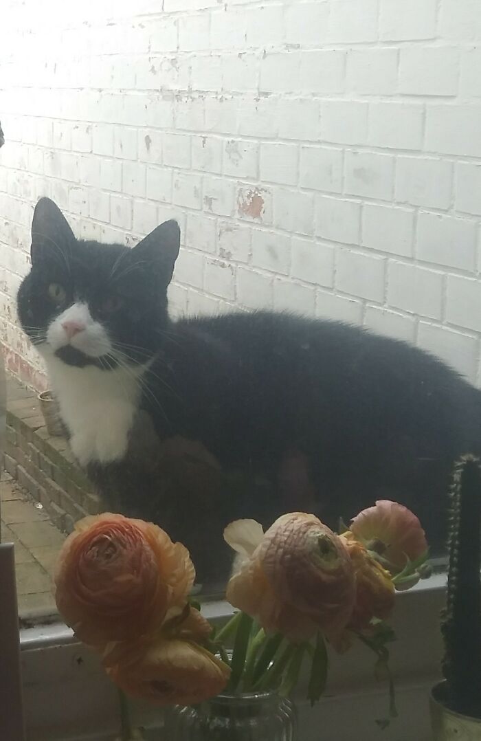 Not My Cat, But A Daily Visitor Here