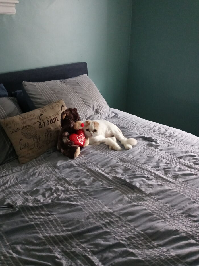 I Need His Permission To Lie Down. 🙄