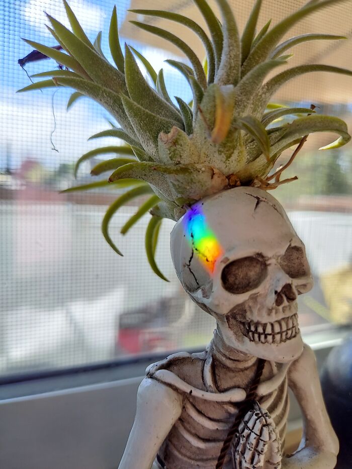 Love My Airplant. I Thought It Was Dying Last Year Because It Turned Red... But Then It Had Babies!!!! Now I Have Several Air Plants 😍😍