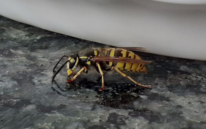 A Wasp Landed On The Table And Held Still For The Photograph