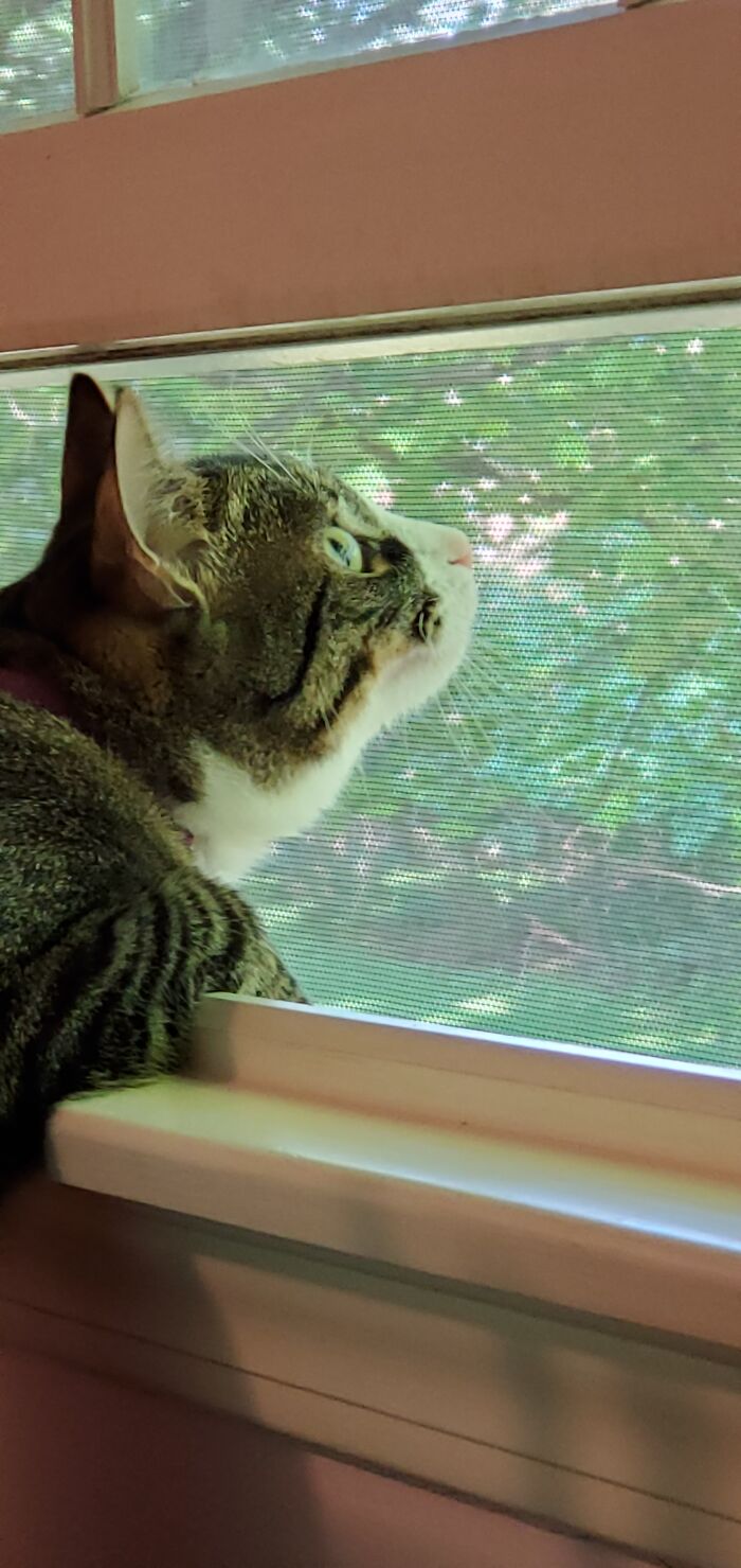My Bird Watching Cat