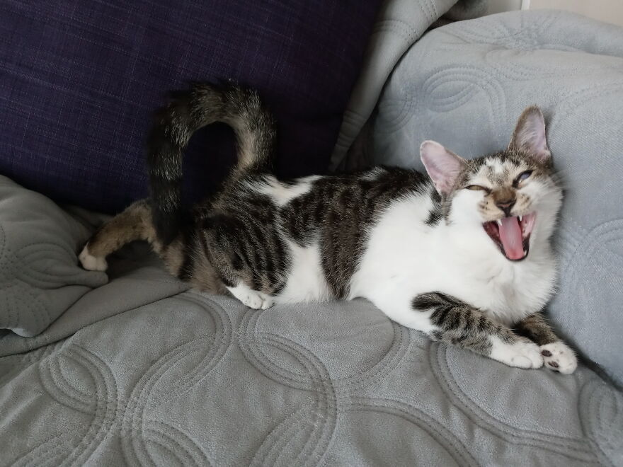 She Qas Just Yawning But She Looks Like A Screaming Scorpion