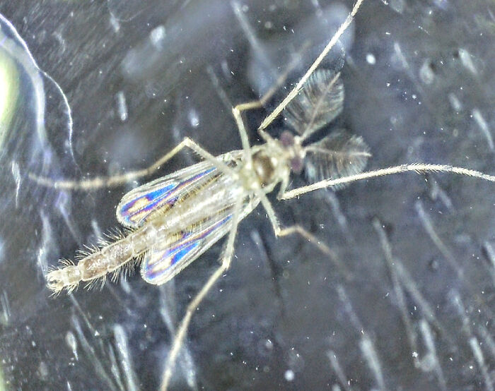 Close-Up Of A Midge
