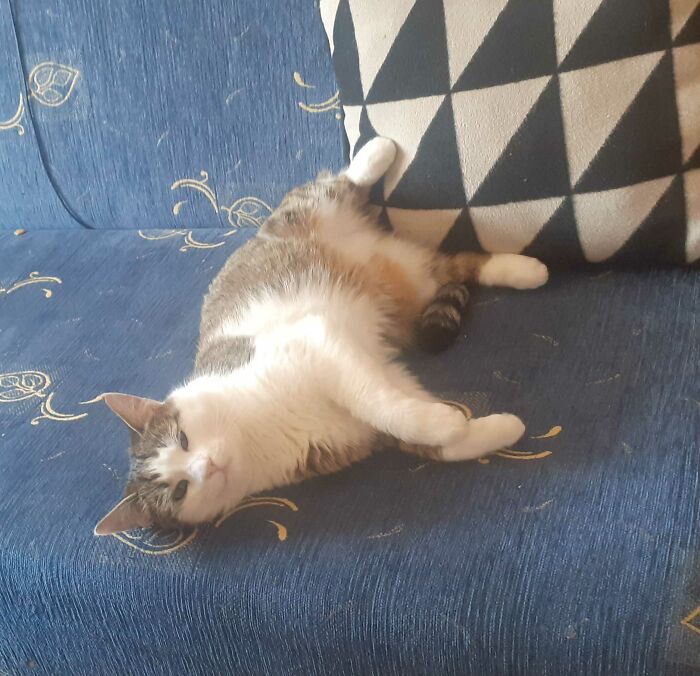 Roomba On A Hot Summer Day