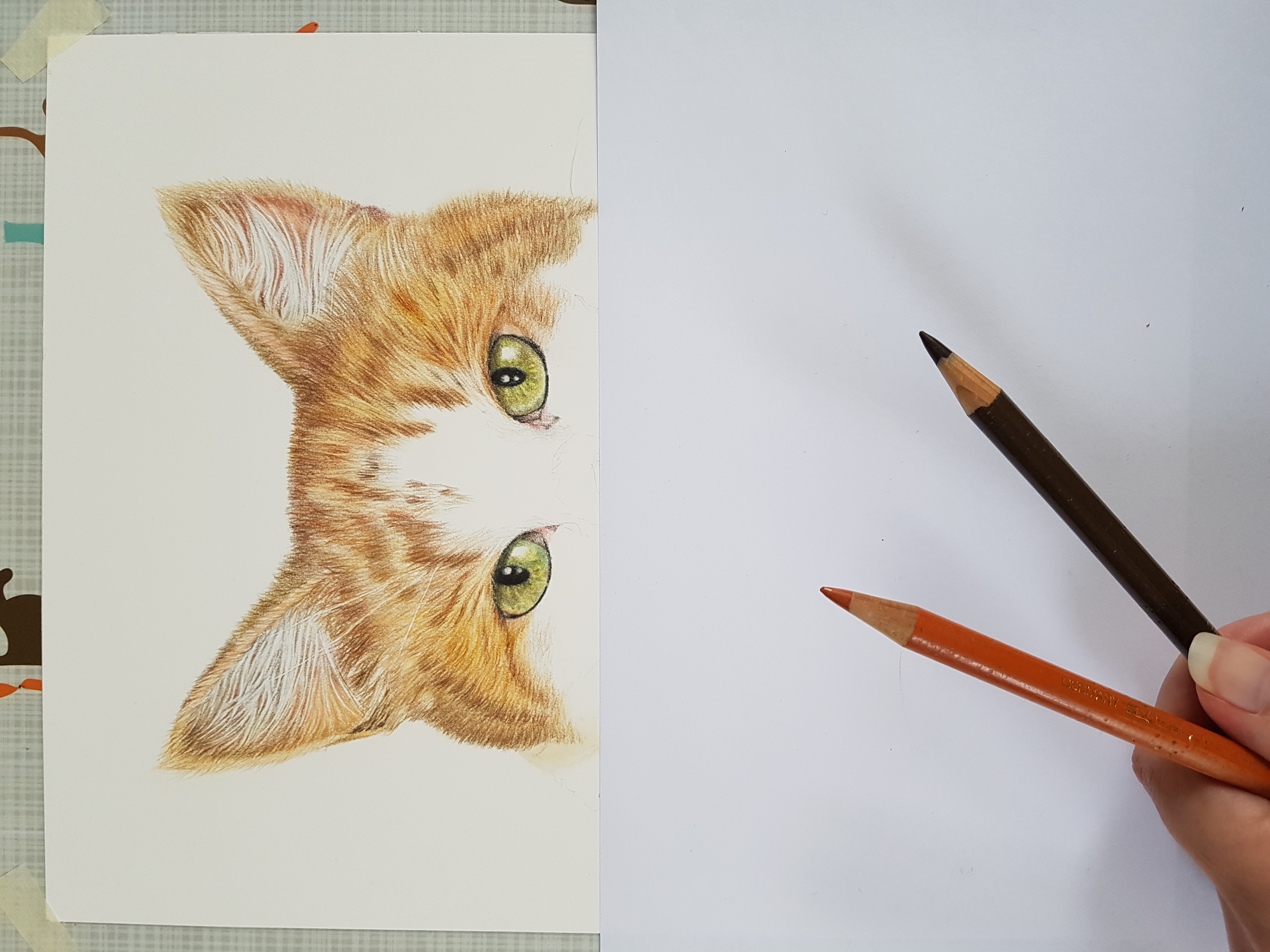 My Unusual Order – Kiwi, The Stray Cat Who Became Special…