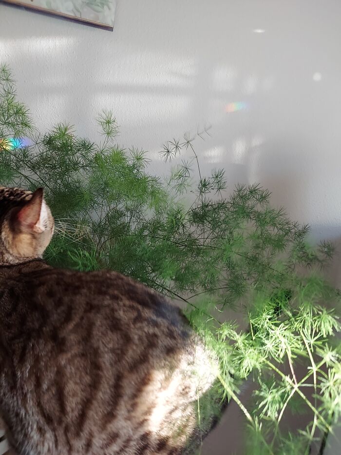 This Asparagus Fern Might Be My Favorite House Plant!!
