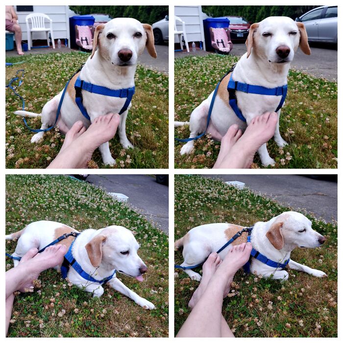 Sam I Am Rescued After Being Thrown Over Our Back Fence In The Middle Of The Night. Walked Right In Like He Owned The Place & Believes That My Feet Must Touch Him @ All Times.