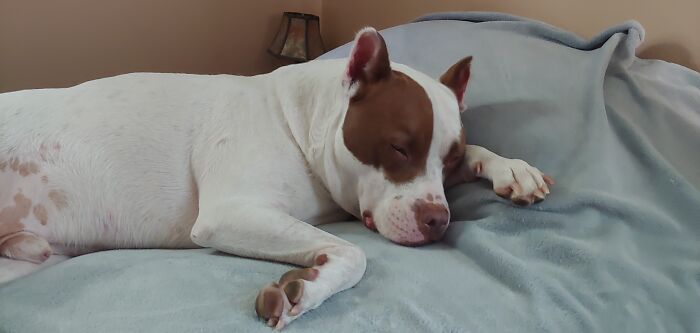 Oliver, 5yrs Now. Had Him For 3.5yrs. Super Affectionate And Awful Little Mix Of Some Kind. ❤️