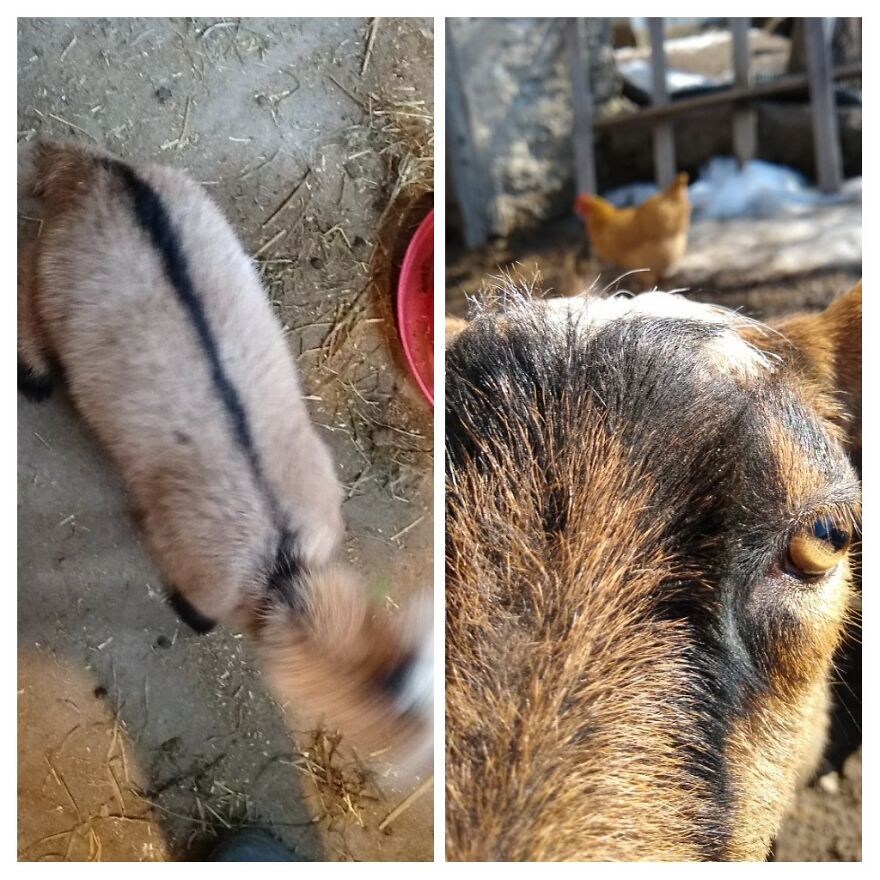 This Is Spruce (Left) And Pie (Right). Pie Was Eating My Phone