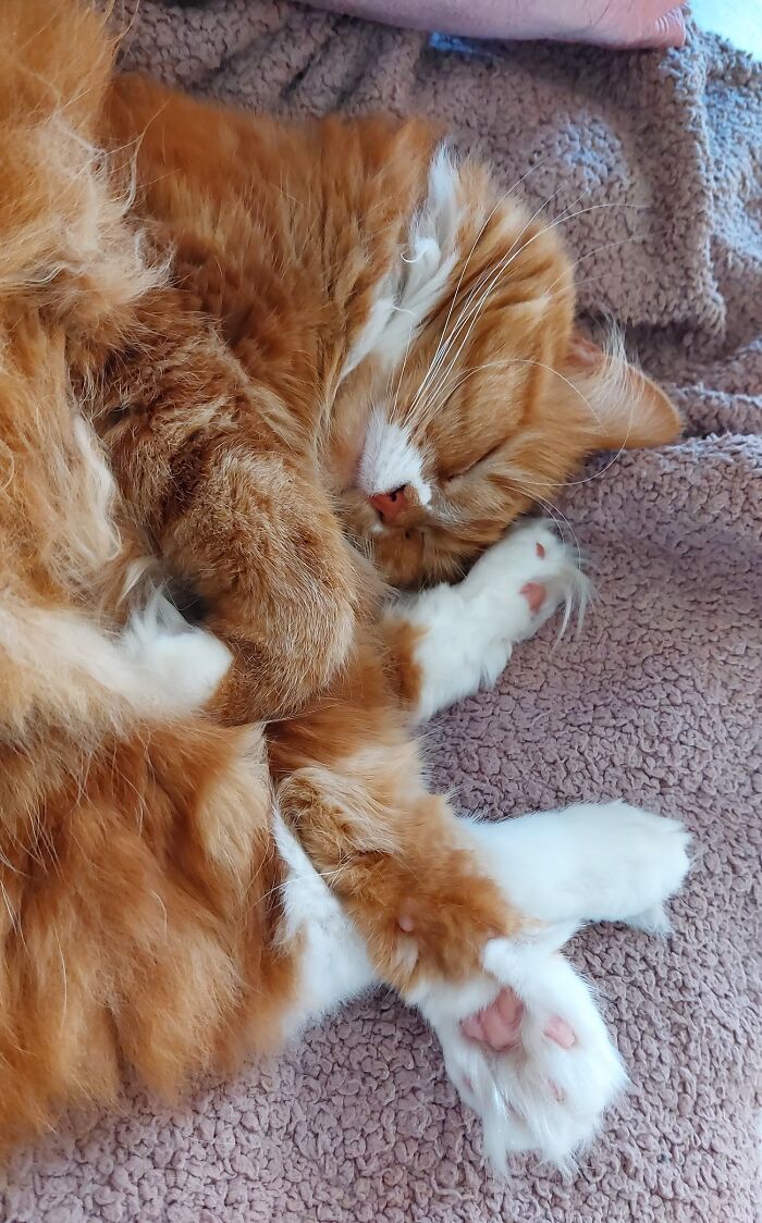 My Little Bijoux Was Found In A Friend's Garden At Only About 2 Weeks Old - The Minute I Saw Her I Knew I Was Her Mommy. She'll Be 6 At The End Of This Year...