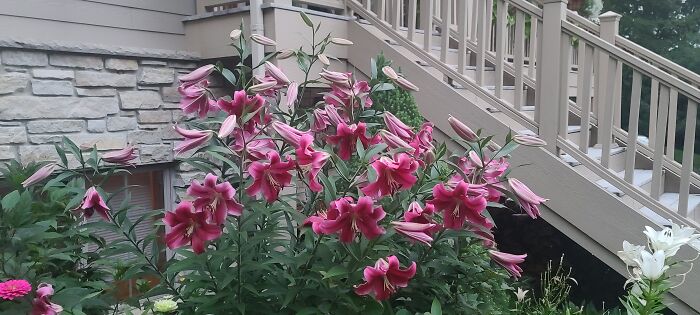 These 7 Foot Tall Lilies.