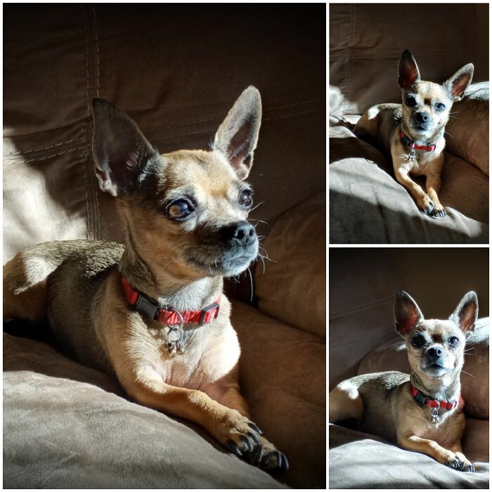 This Is Coco & She's The Perfect Model