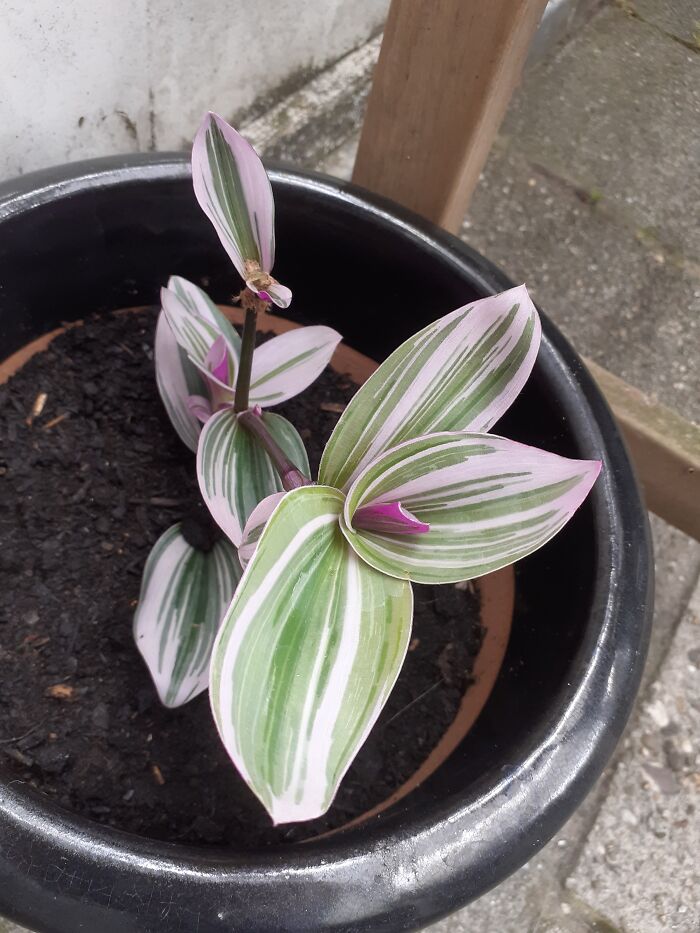 My Tradescantia Nanouk :)