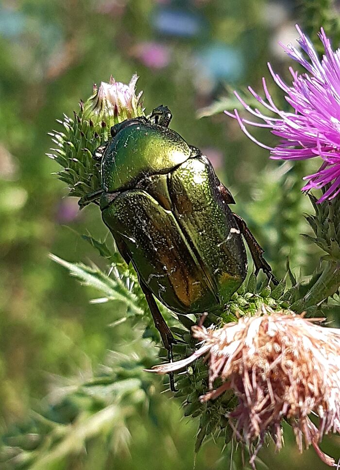 I Chased This Emerald Scarab For A Month And Today It Was Finally Caught (I Mean Just Photographed):d