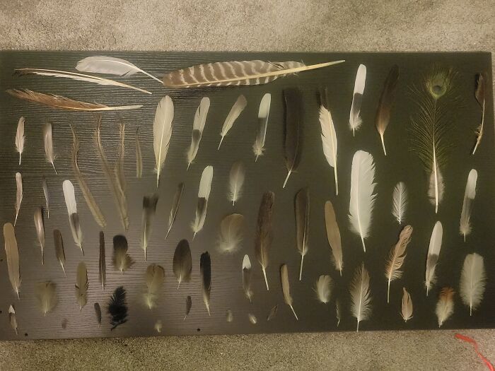 I Collect Bird Feathers! I'm A Little Obsessed. :) All These Were Found Not Plucked Or Bought. I've Identified Most Of Them!