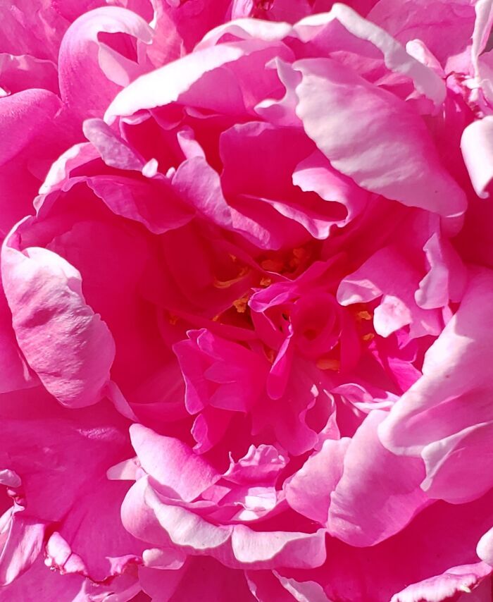 Peony From My Garden. They're So Pretty But Sadly Don't Last Too Long.