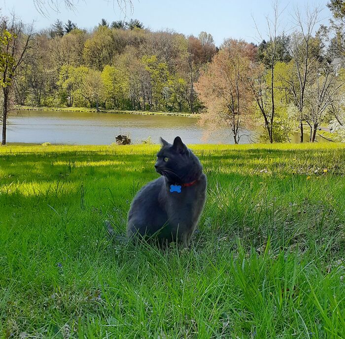 Mr Pickles Keeping Watch Over The Park.