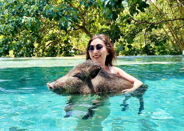 Woman Takes A Wild Baby Boar Into Her Family After She Finds It In A Box At Her Doorstep Woman Takes A Wild Baby Boar Into Her Family After She Finds It In A Box At Her Doorstep