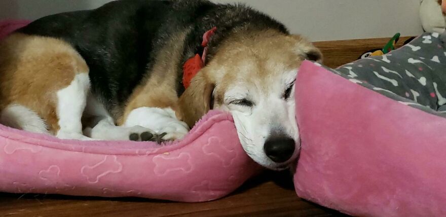 Lol Smushed Beagle Face