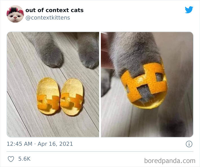 Out-Of-Context-Cat-Pics