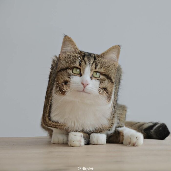 What If… Real Animals Were Cubic Shaped Animals From The Minecraft Game? (22 New Pics)