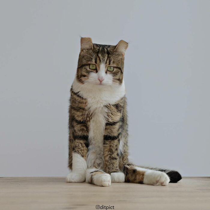 What If… Real Animals Were Cubic Shaped Animals From The Minecraft Game? (22 New Pics)