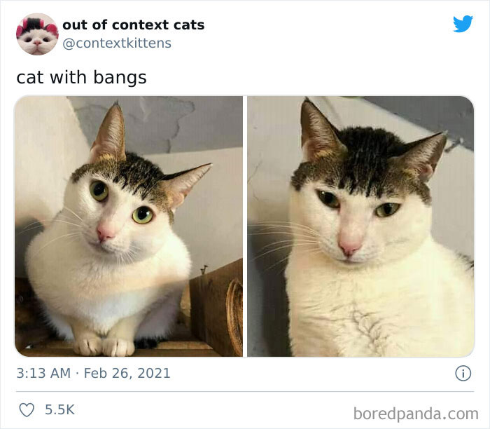 Out-Of-Context-Cat-Pics