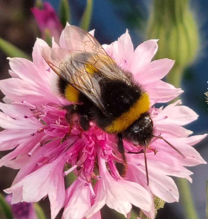 Pretty Little Bumblebee