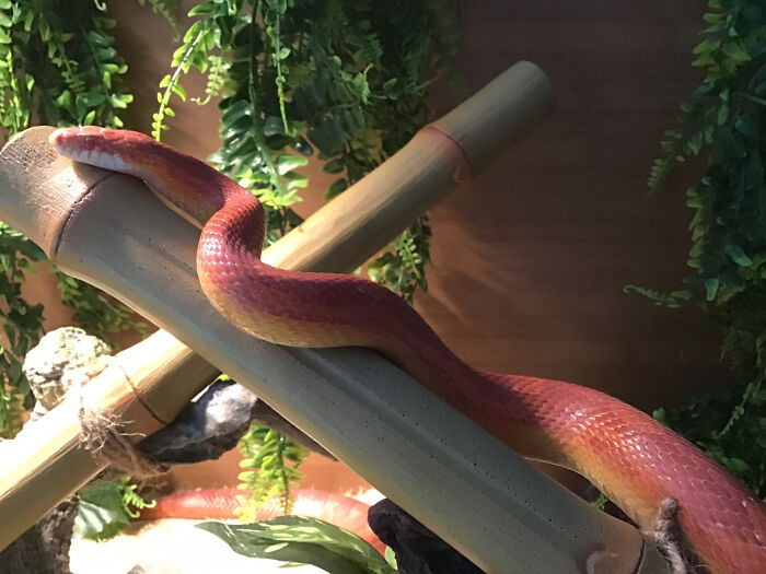 This Is Our Corn Snake Fireball.