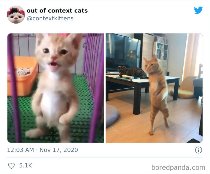 Out-Of-Context-Cat-Pics
